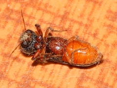 Heteropsoa australis