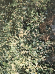 Cercocarpus betuloides blancheae