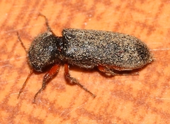 Heteropsoa australis