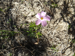 Oxalis engleriana