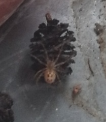Steatoda castanea