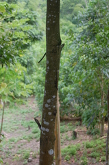 Anolis peraccae