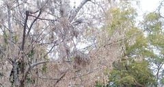 Streptopelia decaocto