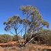 Eucalyptus lucasii - Photo (c) Dean Nicolle, alguns direitos reservados (CC BY-NC), uploaded by Dean Nicolle