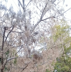 Streptopelia decaocto