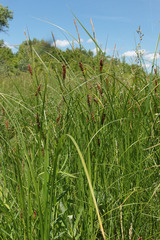 Carex melanostachya