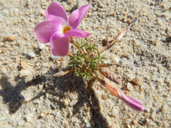Oxalis engleriana