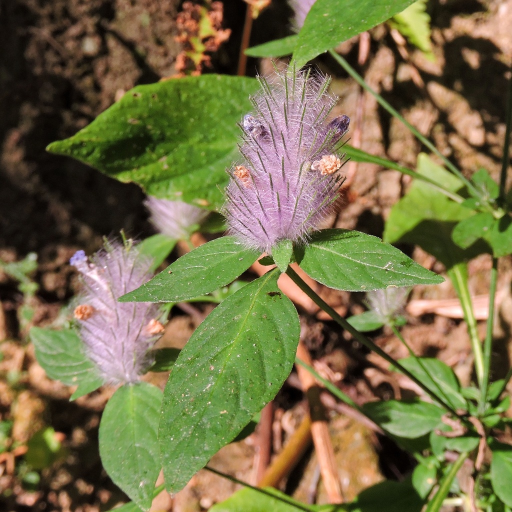 Haplanthodes