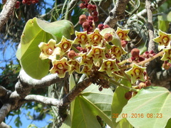 Sterculia apetala