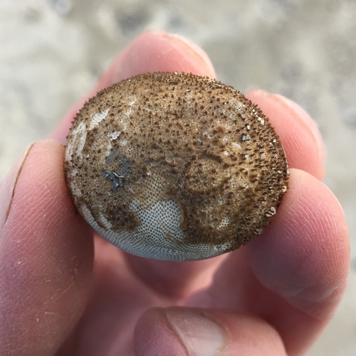 Jellyella eburnea