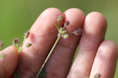 Daucus montanus