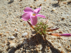 Oxalis engleriana