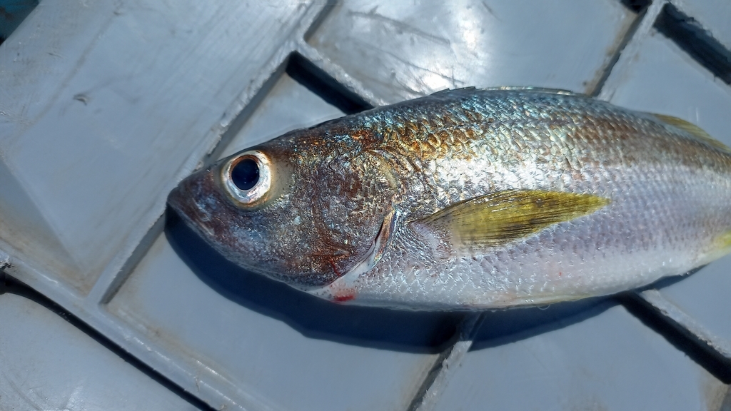 Armed Grunt from 3945+7VX Playa Jaramijó, Jaramijó, Ecuador on July 26