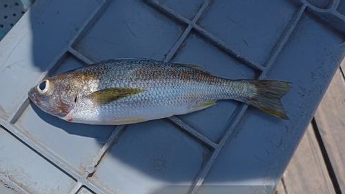 Armed grunt (Conodon serrifer) — Haemulidae — 4