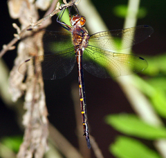 Somatochlora linearis