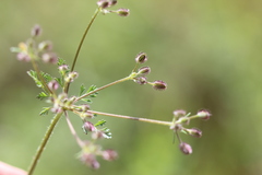 Daucus montanus