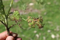 Daucus montanus