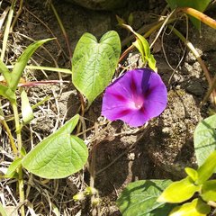 Ipomoea purpurea