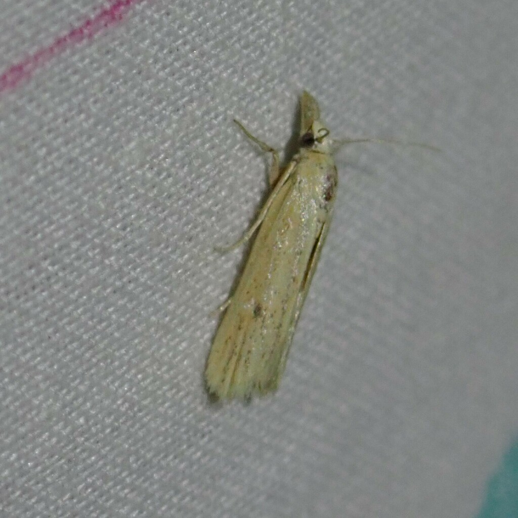 Coenochroa ablutella