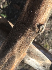 Splanchnonema platani