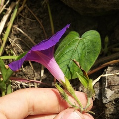 Ipomoea purpurea