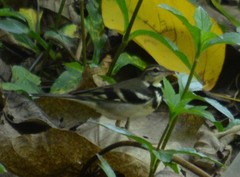 Dendronanthus indicus