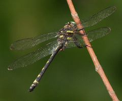 Cordulegaster obliqua