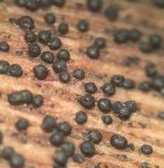 Splanchnonema platani