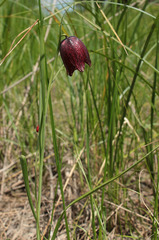 Fritillaria meleagroides