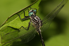 Stenogomphurus consanguis