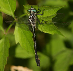 Stenogomphurus consanguis