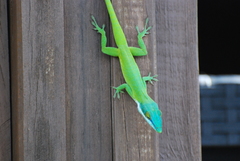 Allison's Anole photo 2