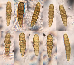 Splanchnonema platani