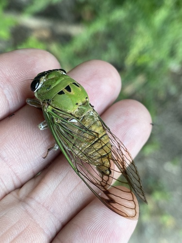 Superb Dog-day Cicada