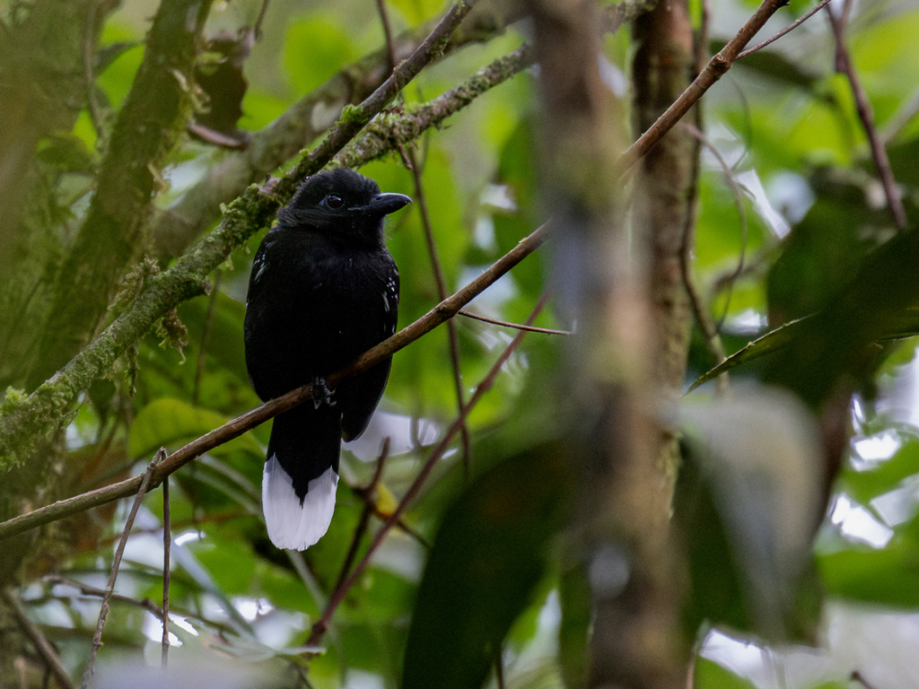 Band-tailed Antshrike