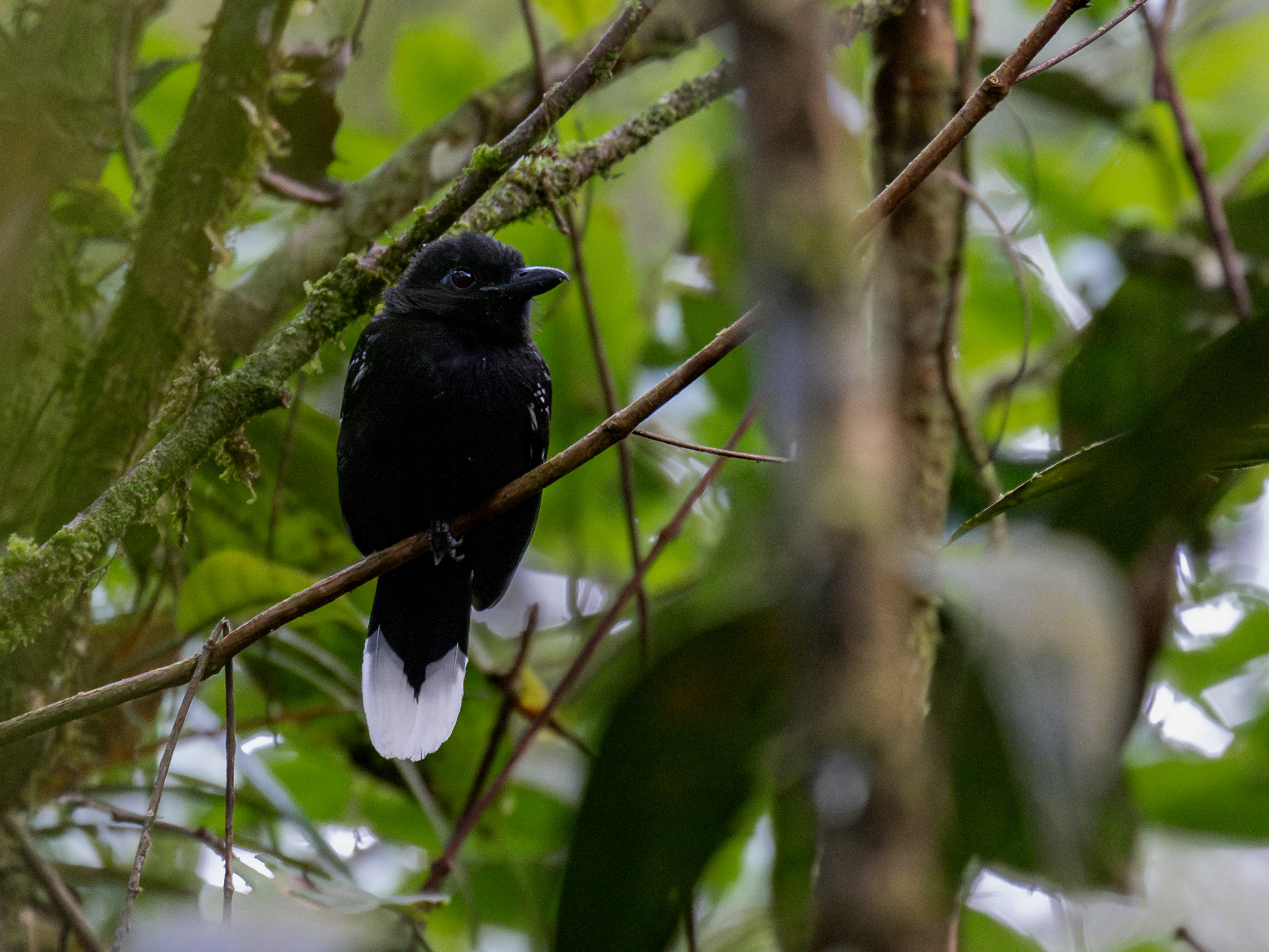Band-tailed Antshrike illustration