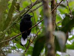 Band-Tailed Antshrike photo 1