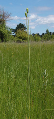 Fritillaria meleagroides