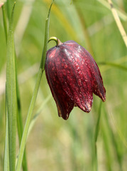 Fritillaria meleagroides
