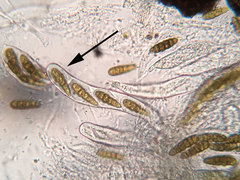 Splanchnonema platani