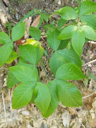 Image of Thermopsis mollis by no rights reserved