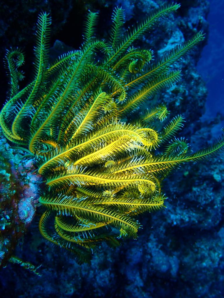 Bennett's Bushy Feather Star