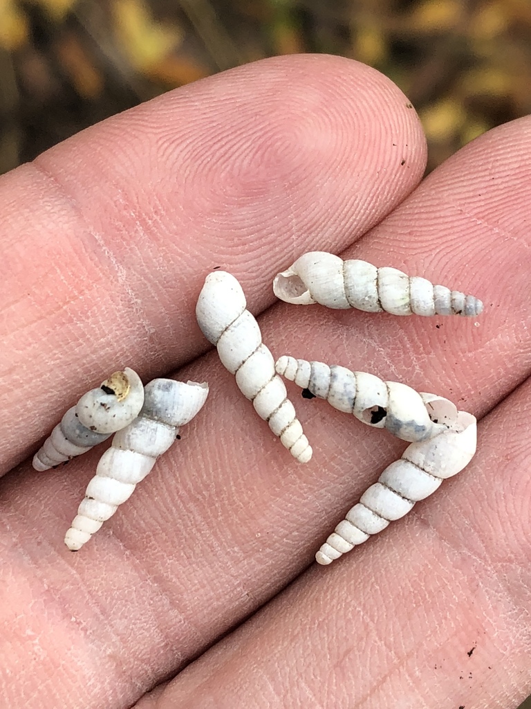 miniature awlsnail