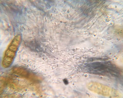 Splanchnonema platani