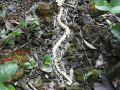 Crotalus tzabcan