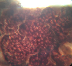 Splanchnonema platani