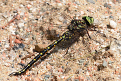 Gomphaeschna furcillata