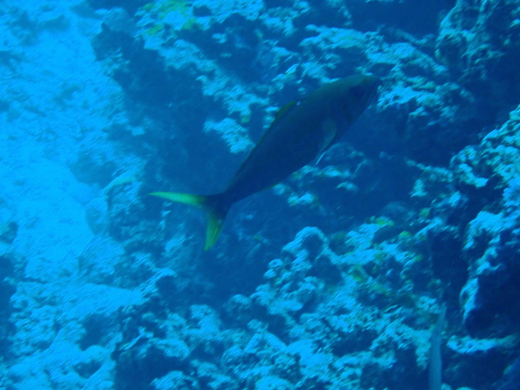 Small toothed jobfish