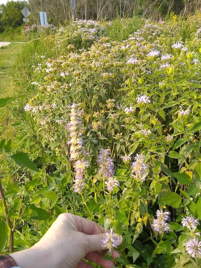 anise hyssop from Twain, Iowa City, IA 52240, USA on July 17, 2023 at