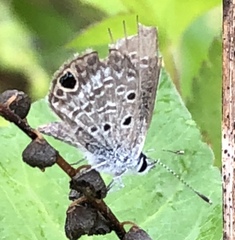 Hemiargus ceraunus antibubastus